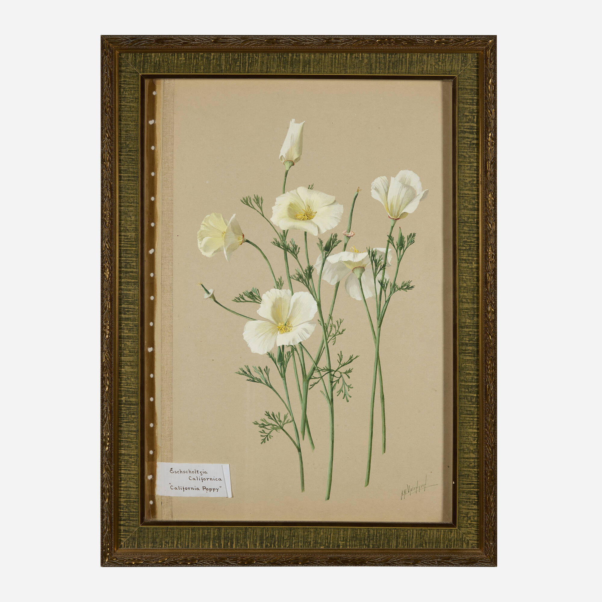 153: ALBERT R. VALENTIEN, Eschscholzia Californica 153: ALBERT R. VALENTIEN, Eschscholzia Californica