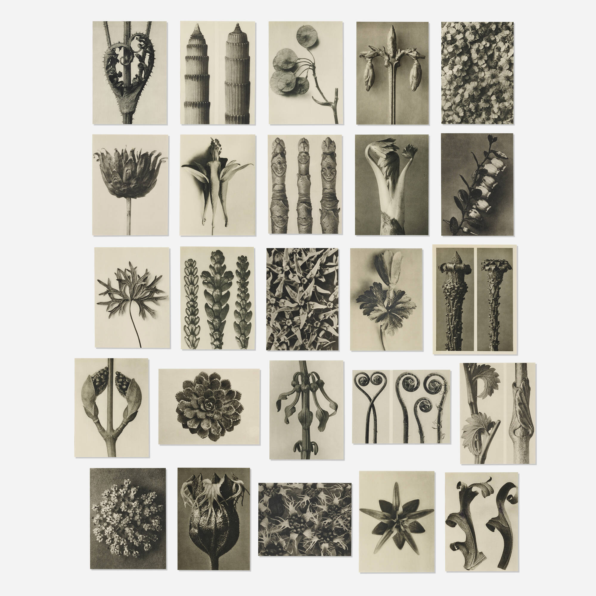 アート・デザイン・音楽 KARL BLOSSFELDT WORKING COLLAGES Karl Blossfeldt / Working Collages | archipelago