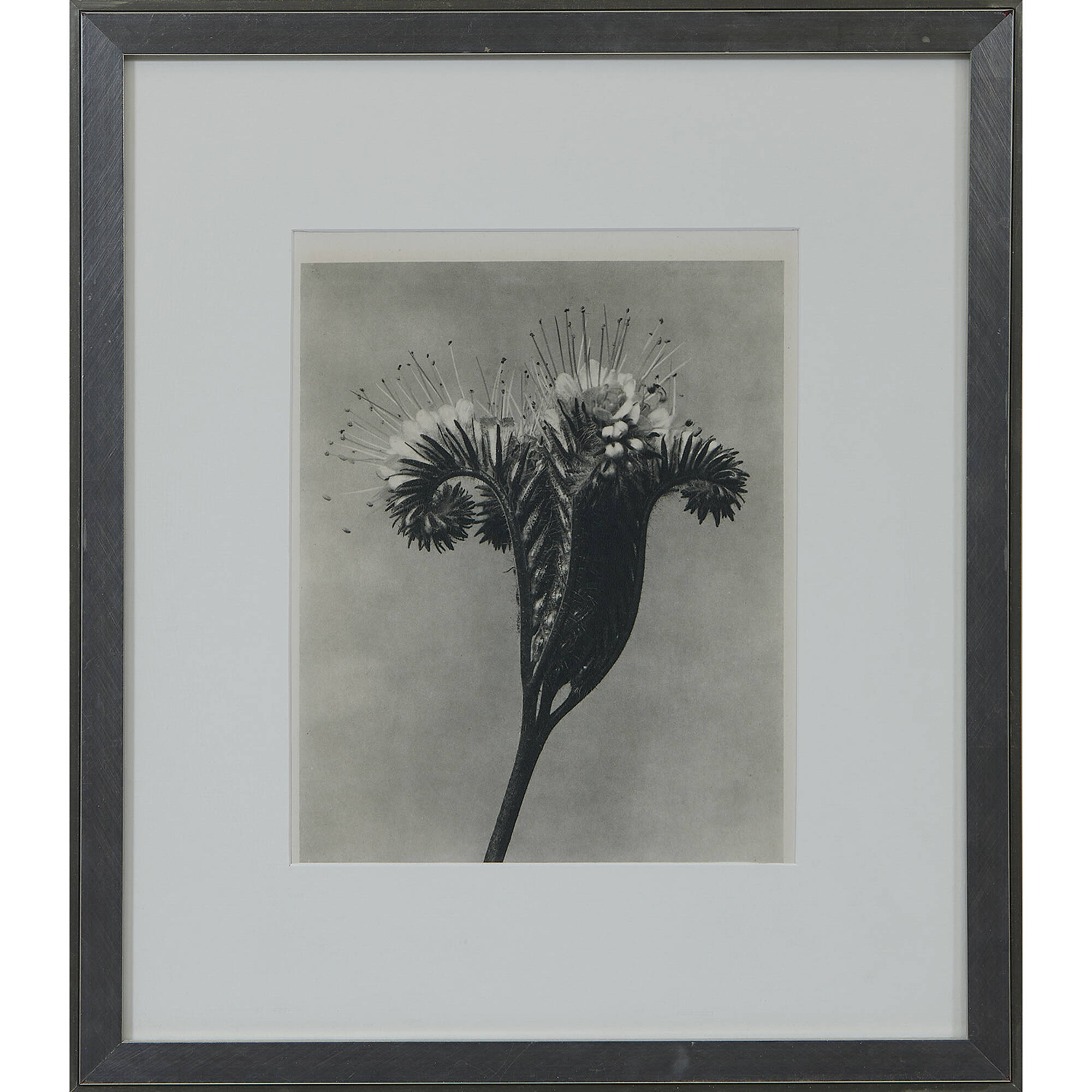 601: KARL BLOSSFELDT, Botanicals (three works) < Fine Art +